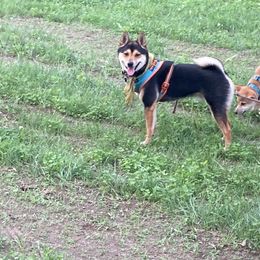 Shiba Inu from Beloved Shiba