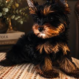 Bean - Black and gold female Yorkshire Terrier puppy in Wileyville, West Virginia from Hunting Hills Petit Luxe Babydolls