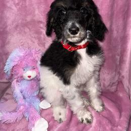Love - Parti female Poodle puppy in League City, Texas from Chauffeured Poodles