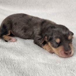 Tatter - Dapple male Dachshund puppy in Anaconda, Montana from Williams Family Dachshunds