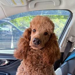 Peach’s - Poodle