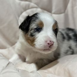 Stamp - Blue merle male Australian Shepherd puppy in West Virginia from Mountain Trail Aussies