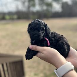 Aussiedoodle, Miniature Australian Shepherd, Poodle, and Toy Australian Shepherd Puppies from Sandy Creek Kennels