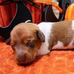 White Collar - Red female Dachshund puppy in Washington from Devoted Doxies, Lorraine’s Yorkies