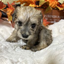 Marie Laveau - Salt and pepper female Miniature Schnauzer puppy in Lufkin, Texas from C&K’s Schnauzer House