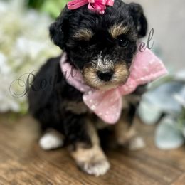Scottie - Phantom female Poodle puppy in West Plains, Missouri from The Royal Kennel