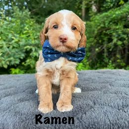 Ramen - Caramel ice male Australian Labradoodle puppy in Rochester, Michigan from Monarch Labradoodles