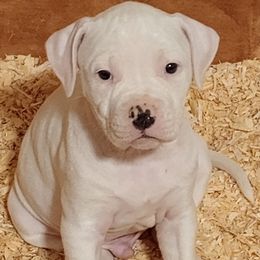 Puppy 3 grey - White male American Bulldog puppy in Christiansburg, Virginia from Iron Will American Bulldogs