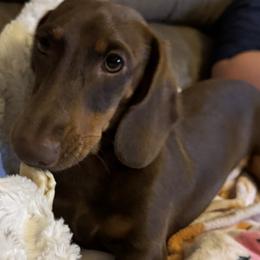 Waylon - Chocolate and tan male Dachshund puppy in Indian Trail, North Carolina from Hilda’s Teenie Weenies