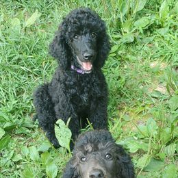 Poodle Puppies from Angel's Star Poodles