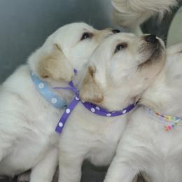 German Shepherds and Labrador Retrievers from Varian Kennels