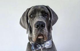 A Great Dane in a bow tie 
