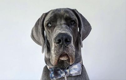 A Great Dane in a bow tie 