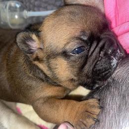 Milkman Red Fawn sable male from OFA'd partners - Fawn and white male French Bulldog puppy in Billings, Montana from Montana Made Frenchies