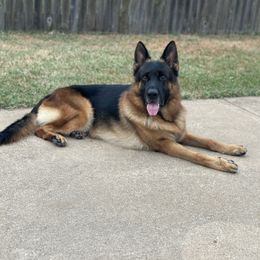 Hans Solo Vom Kohlerhaus - Black and red male German Shepherd puppy in Crowley, Texas from Kohlerhaus German Shepherds