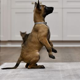 Yeti Jr. - Mahogany Belgian Malinois puppy in Dade City, Florida from Vom Chircop Malinois