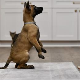Yeti Jr. - Mahogany Belgian Malinois puppy in Dade City, Florida from Vom Chircop Malinois