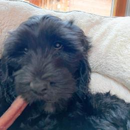 Goldendoodle Puppies from Lundee Doodles