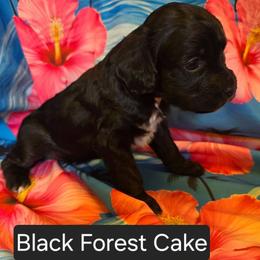 Black Forest Cake - Black and white female Cavapoo puppy in Lewisburg, Pennsylvania from Jessie's Puppies