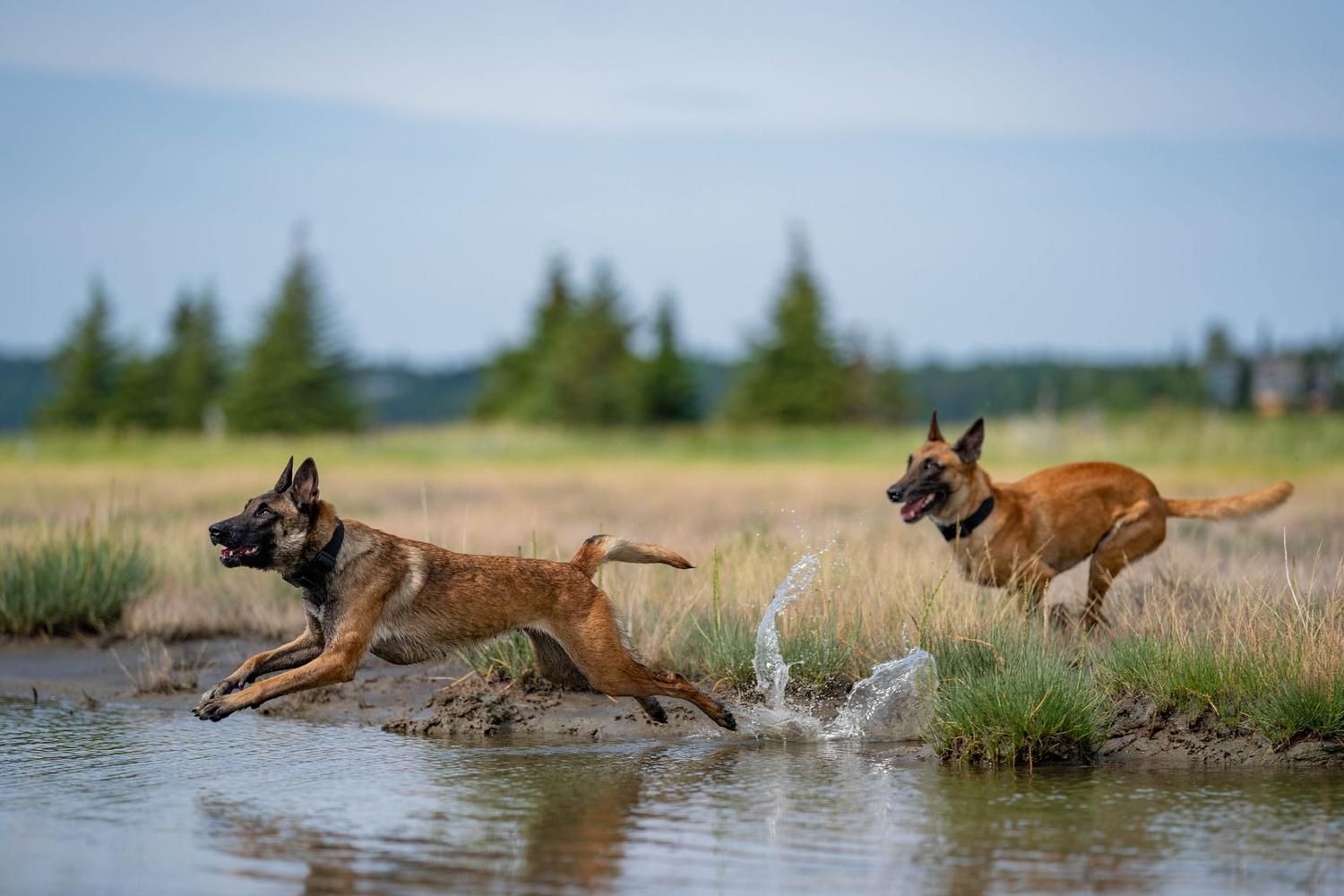 2 Malinois running into a lake