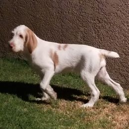 Spinone Italiano Puppies from Boe Dogs