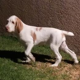 Spinone Italiano Puppies from Boe Dogs