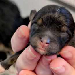 Violet (aka Mini Mika) - Black and tan female Pomeranian puppy in Wentzville, Missouri from Pawsome Poms
