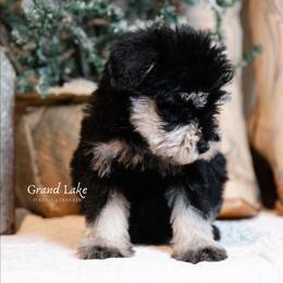 Chistery - Black and tan male Schnoodle puppy in Grove, Oklahoma from Grand Lake Poodles & Doodles