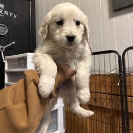 Diamond - Light golden female Golden Retriever puppy in Colorado Springs, Colorado from Sharp Guardians and Goldens