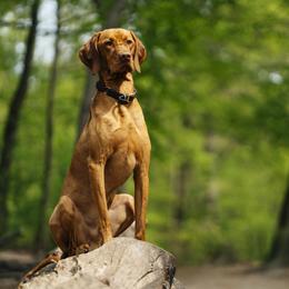 Vizsla puppies from Driftless Vizslas