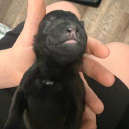 Tan - Fawn sable male Belgian Malinois puppy in Boise, Idaho from Wings of Freedom Retrievers and Malinois
