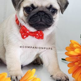 Pug Puppies from Companion Pups