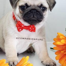 Pug Puppies from Companion Pups