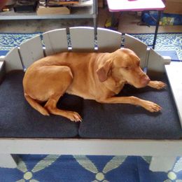Izabella - Vizsla