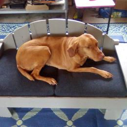 Izabella - Vizsla