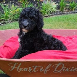 Saint Berdoodle and Sheepadoodle Puppies from Heart of Dixie Doodles