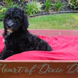 Saint Berdoodle and Sheepadoodle Puppies from Heart of Dixie Doodles