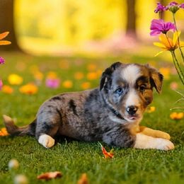 Blueberry - Blue merle female Miniature Australian Shepherd puppy in Lithia, Florida from Waterford Doodle Farm