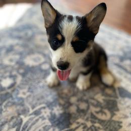 Peaches - White and black female Pembroke Welsh Corgi puppy in Ramona, Oklahoma from Eden Farms Corgis