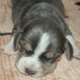 Champion Dad Zion - Blue tan and white male Beagle puppy in Spring Creek, Nevada from Battleborn Aussies and Beagles