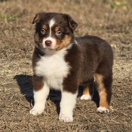 KM.RTF2 - female Miniature Australian Shepherd puppy in Deer Lodge, Tennessee from KSH Aussie Haven
