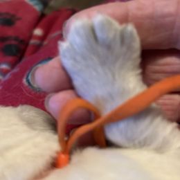 Golden Retriever Puppies from Hagan's Golden Retrievers