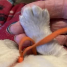 Golden Retriever Puppies from Hagan's Golden Retrievers