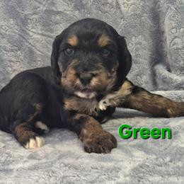 Green - Tri-color female Bernedoodle puppy in Taft, Tennessee from McGraw's Fetching Pups