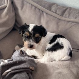 Yorkshire Terrier Puppies from Teresa Faulkner