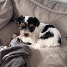 Yorkshire Terrier Puppies from Teresa Faulkner