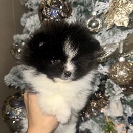 Pomeranian Puppies from Divine Poms