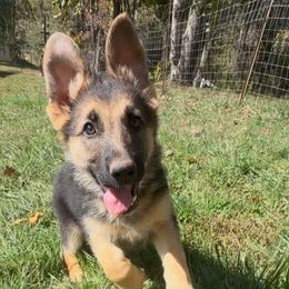 Padme - Black and tan female German Shepherd puppy in Yuba City, California from Barton’s German Shepherds