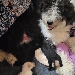 Goldendoodles from Bre's Doodle Nest