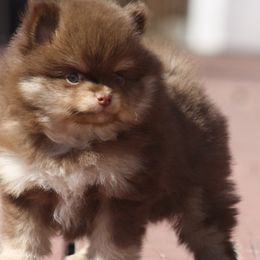 Pomeranians from English Rose Poms